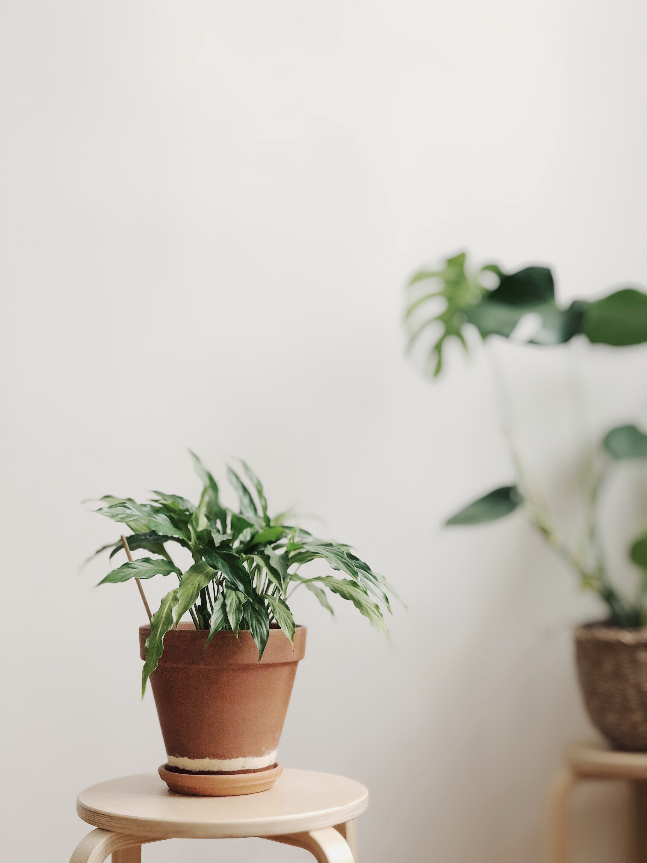 Selective Focus Photography of Potted Plant